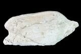 Pliocene Bivalve (Arca wagneriana) Fossil - Florida #146139-1